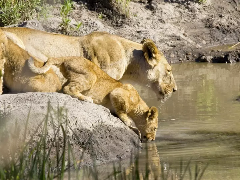Lionne et son petit - Tanzanie, 
