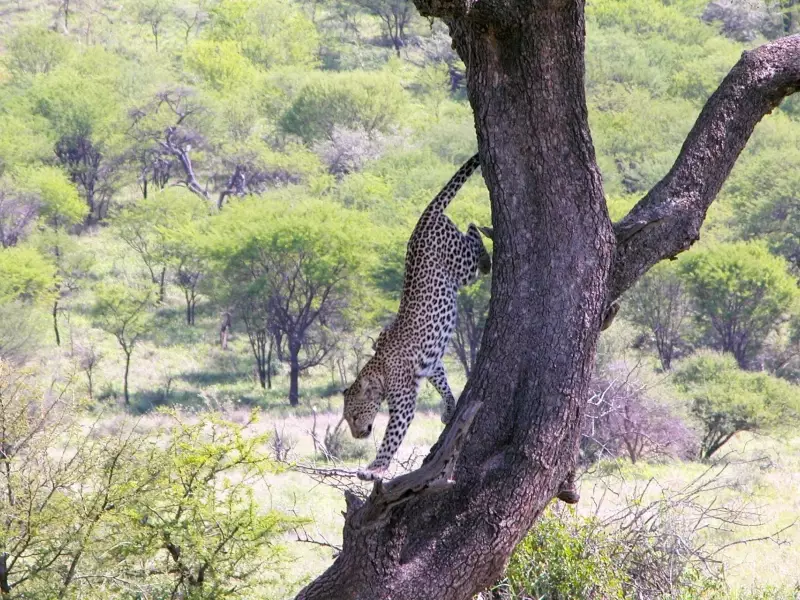Léopard, Parc national du Tarangire - Tanzanie, 