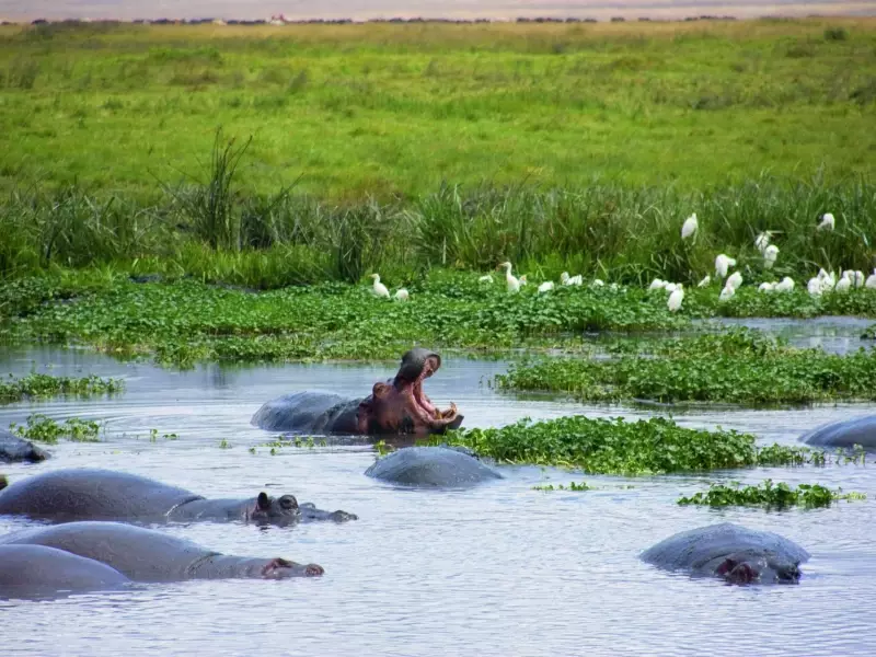 Hippo Pool, secteur de Seronera, Parc national du Serengeti - Tanzanie, &copy; Julien Erster - TIRAWA 