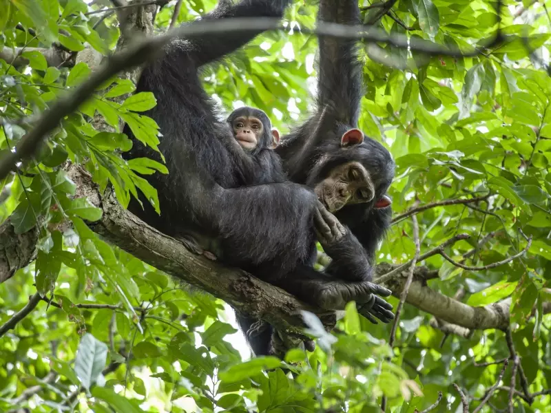 Chimpanzés sur un arbre dans le sanctuaire de Gombe en Tanzanie, &copy; Guenterguni sur Istock 