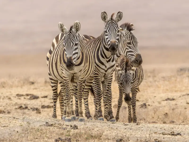 Zèbres dans le Ngorongoro - Tanzanie, &copy; Daniel Bouvier 