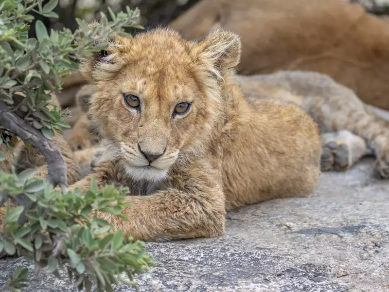 Lionceau - Tanzanie, &copy; Daniel Bouvier 