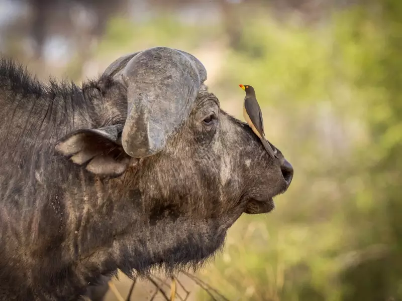 Buffle et son piqueboeuf à bec jaune - Tanzanie, &copy; Daniel Bouvier 