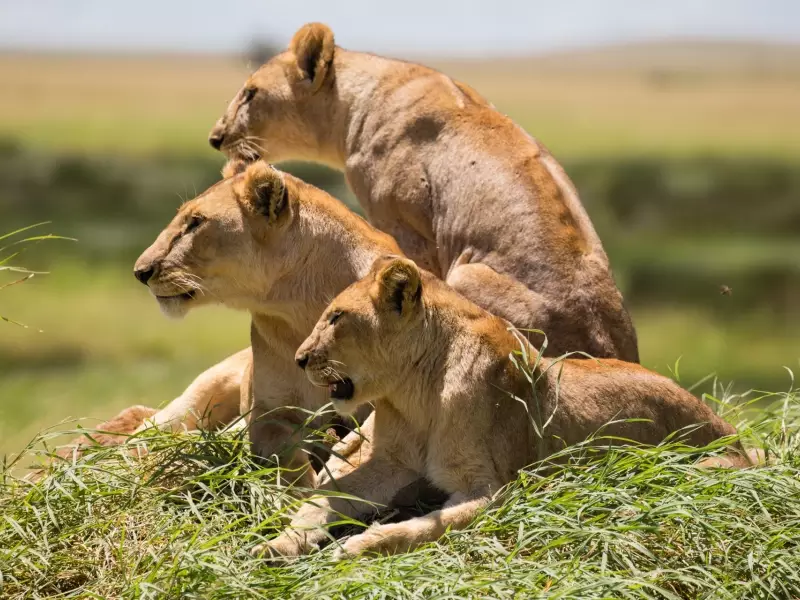 Lionnes - Tanzanie, &copy; Maï Ta Minh - TIRAWA 