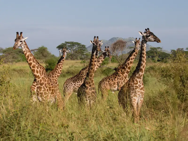 Girafes - Tanzanie, &copy; Maï Ta Minh - TIRAWA 