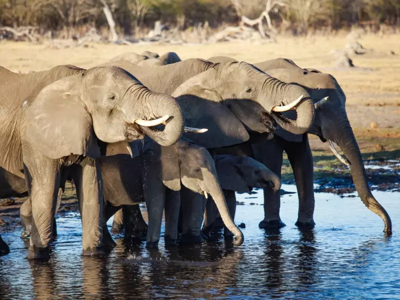 Eléphants, Parc national de Hwange - Zimbabwe, &copy; Julien Erster - TIRAWA 