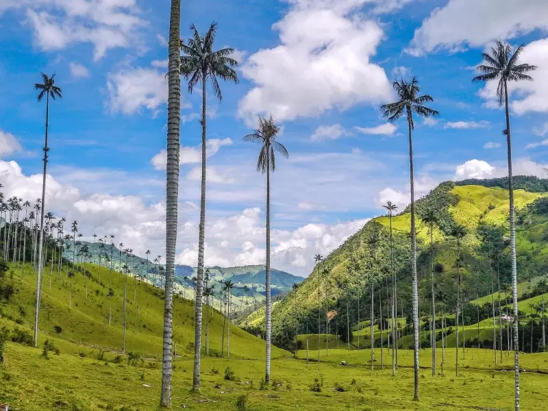 Les palmiers de cire de la vallée de Cocora - Colombie, &copy; Mathieu Perrot-Borhinger 