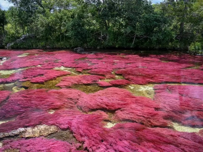 Cano Cristales - Colombie, &copy; Tirawa 