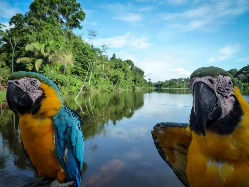 Passagers à plume, Amazonie - COlombie, &copy; Selvaventura 