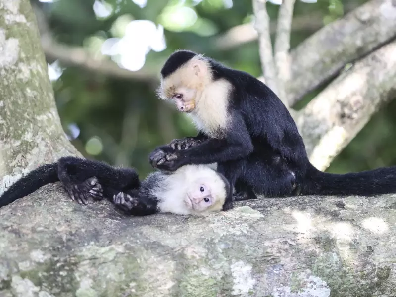 Singe Capucin - Costa Rica, &copy; Christian Leroy - Tirawa 