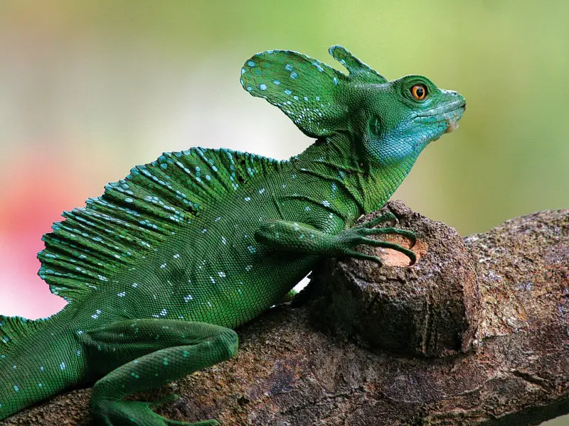 Rencontre avec le lézard basilic - Costa Rica, &copy; Sandrine Collado Bosa 