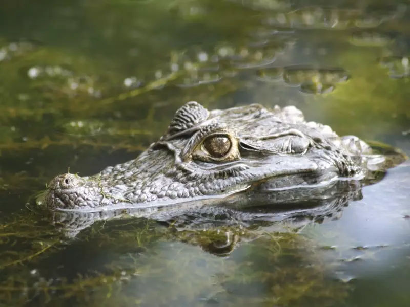 Rencontre avec un crocodile du rio Tarcoles - Costa Rica, &copy; Sandrine Collado Bosa 