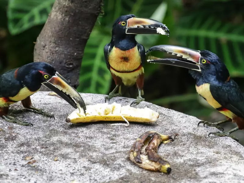 Aracari à collier à la station Biologique Selva Verde, &copy; Christian Juni 