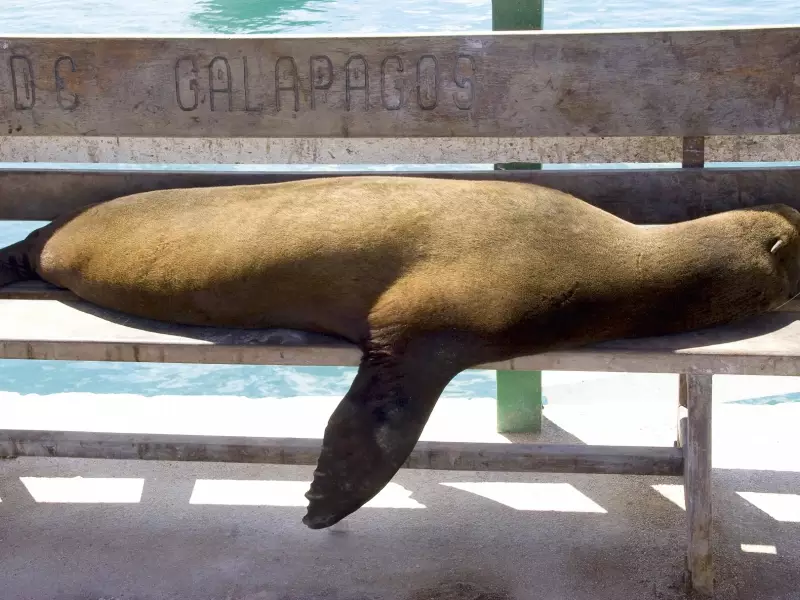 Archipel des Galapagos, une otarie - Equateur, &copy; Thierry Monniez - TIRAWA 