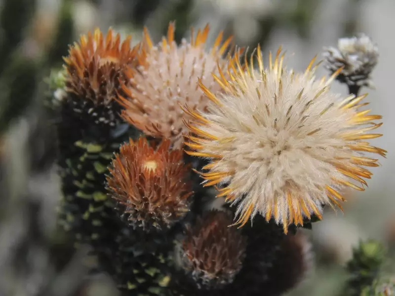 Chuquiragua, fleur symbole des Andes Equatoriennes, &copy; Julien Freidel - TIRAWA 