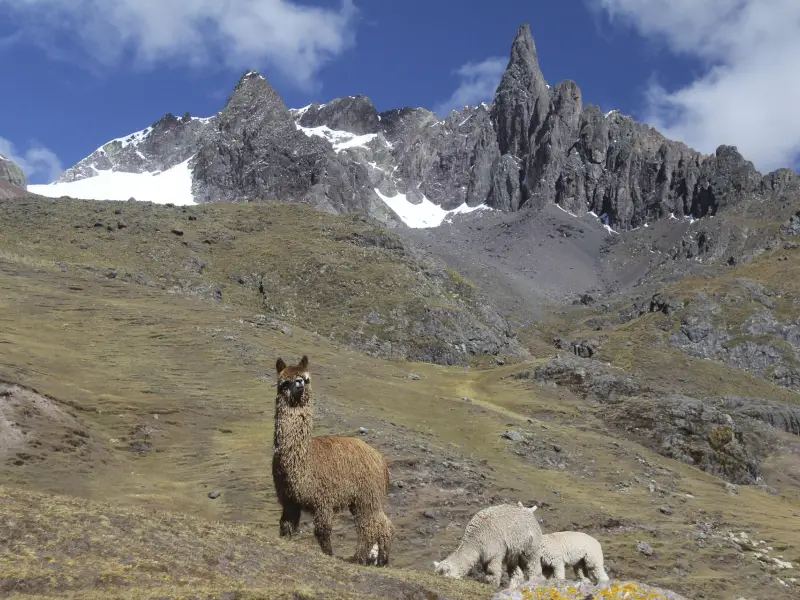 Troupeau d'alpaga dans la Cordillère Vilcanota - Pérou, &copy; Julien Freidel - TIRAWA 