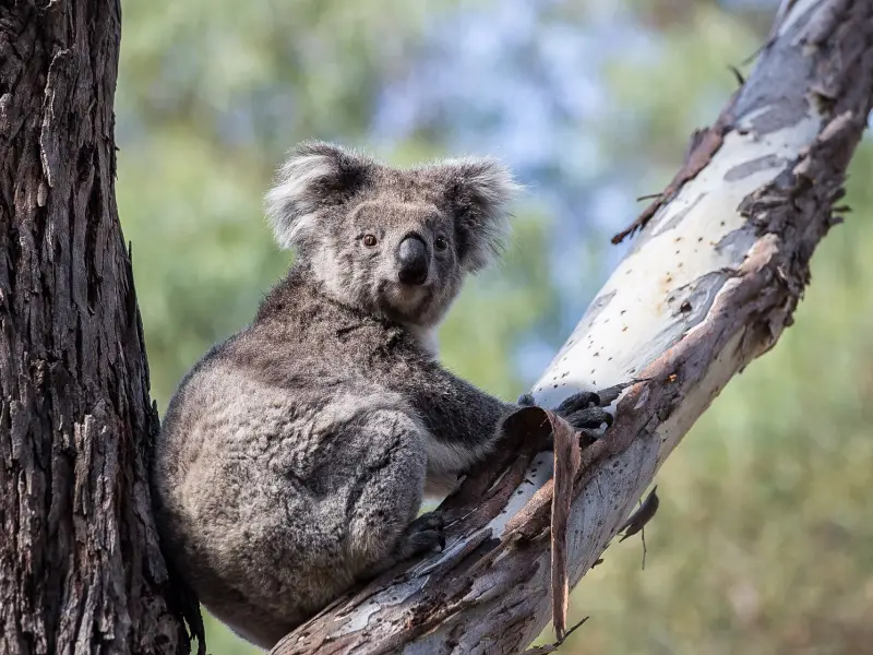 Koala, &copy; Christian JUNI - TIRAWA 