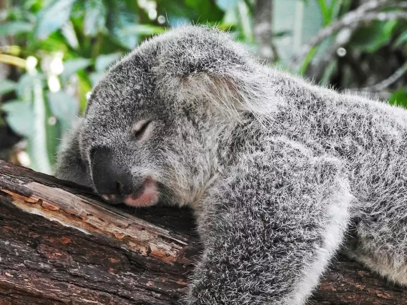 Koala Endormi - Australie, &copy; david-clode-Yg_sNKOiXvY-unsplash 