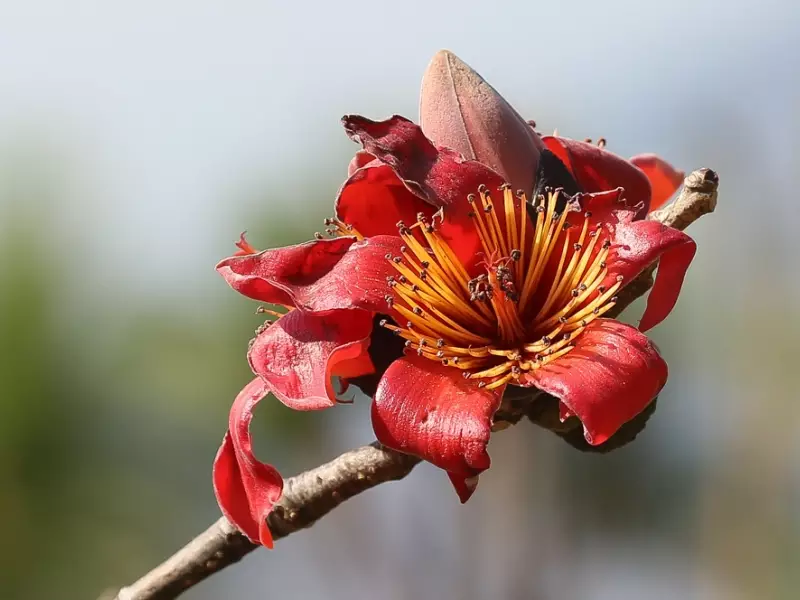 Fleur Est du Bhoutan, &copy; Christian Juni - Tirawa 