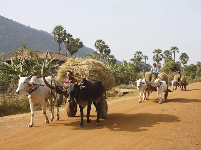 Chars à boeufs dans la campagne cambodgienne, &copy; Julien Freidel - Tirawa 