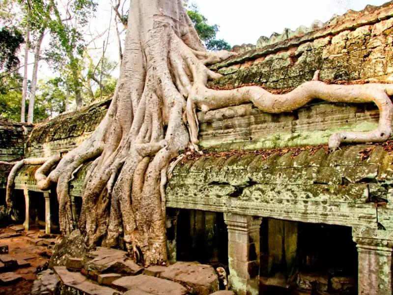 Ta Phrom - Cambodge, &copy; TIRAWA 