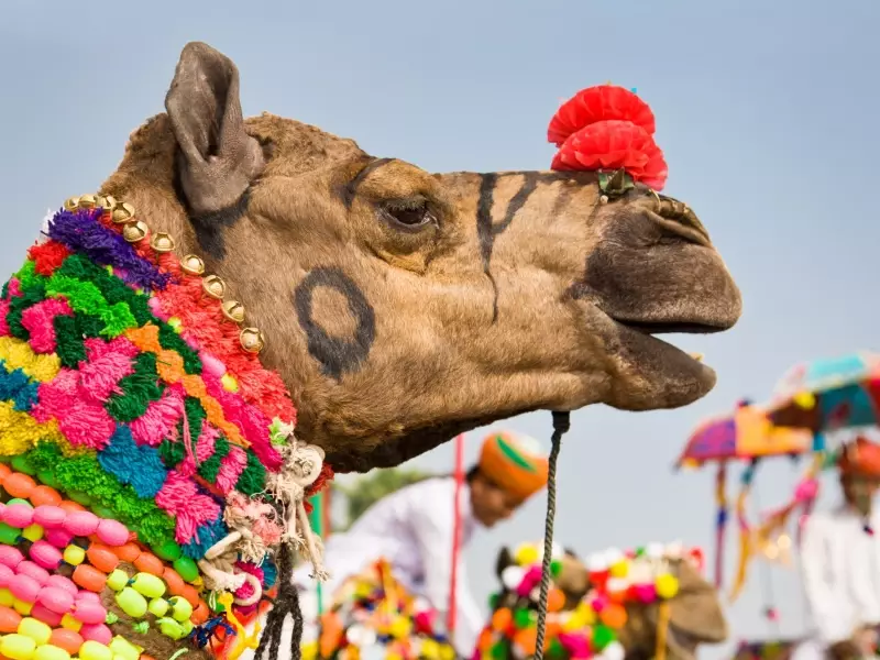 Foire aux chameaux de Pushkar - Rajasthan, &copy; istockphoto.com 