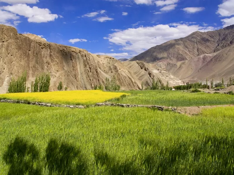 Dans la campagne de la vallée de l'Indus - Ladakh - Inde, &copy; Guillaume Chenot - Tirawa 