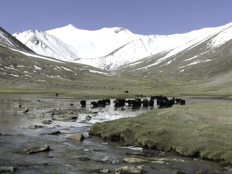 Yak dans la vallée de Markha, &copy; Tirawa 