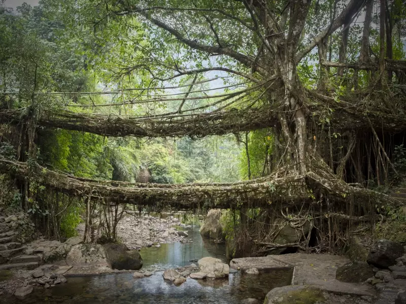 Ponts vivants à racine_Nongriat_Meghalaya, &copy; Visual Communication, Istock 