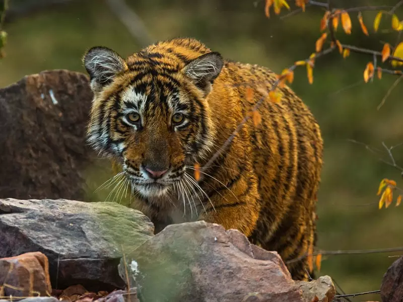 Tigre du Bengale au Parc National Bandhavgarh - Inde, &copy; Sita 
