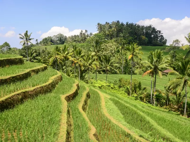 Rizières en terrasses de Belimbing, Bali - Indonésie, &copy; Julien Erster - TIRAWA 