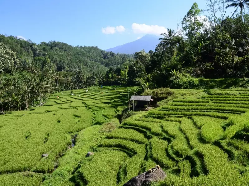 Rizières en terrasses entre Belimbing et Pujungan, Bali - Indonésie, &copy; Julien Erster - TIRAWA 