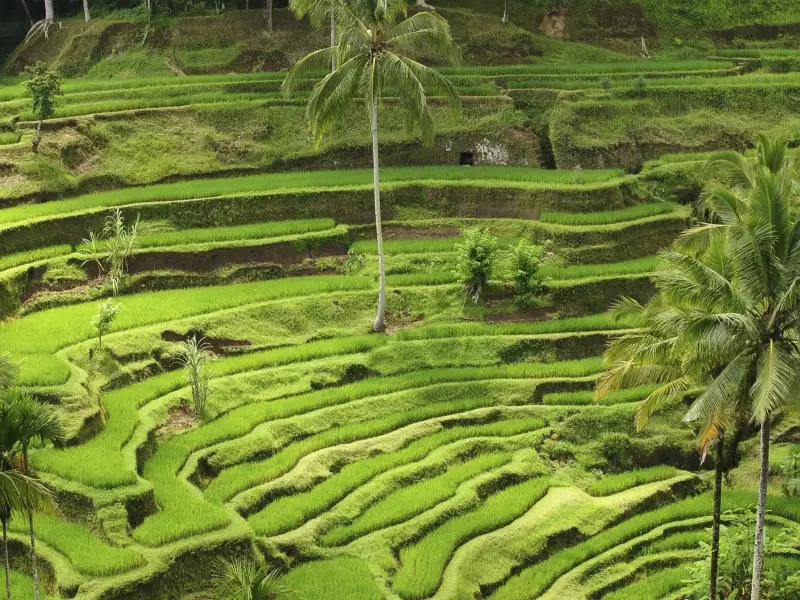 Rizières de Bali - Indonésie, 