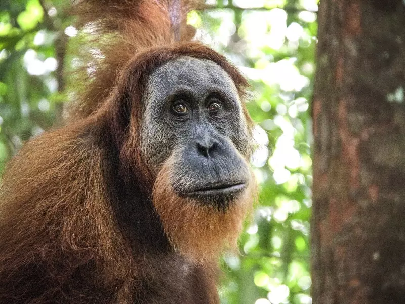 Orang-outan, Parc national du Mont Leuser, Sumatra - Indonésie, &copy; Julien Erster - TIRAWA 