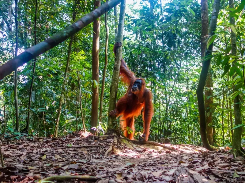 Orang-outan, Parc national du Mont Leuser, Sumatra - Indonésie, &copy; Visions of Domino 