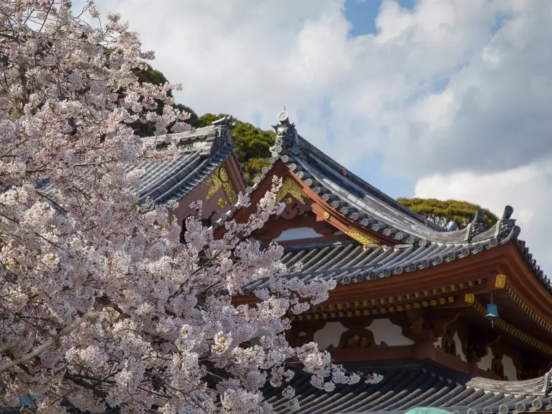 Cerisiers en fleur à Kamakura - Japon, &copy; Christian Leroy - TIRAWA 