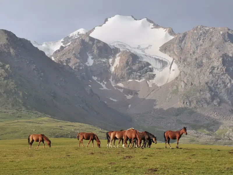Chevaux semi-sauvages - Kirghizie, &copy; Tirawa 