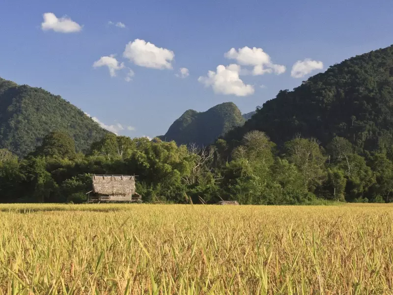 Paysage de rizières entre Luang Nam Tha et Muang Khua - Laos, &copy; Julien Freidel - TIRAWA 