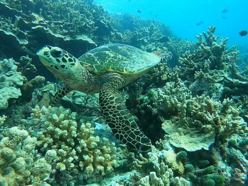 Tortue - Maldives, &copy; Elise Minier 