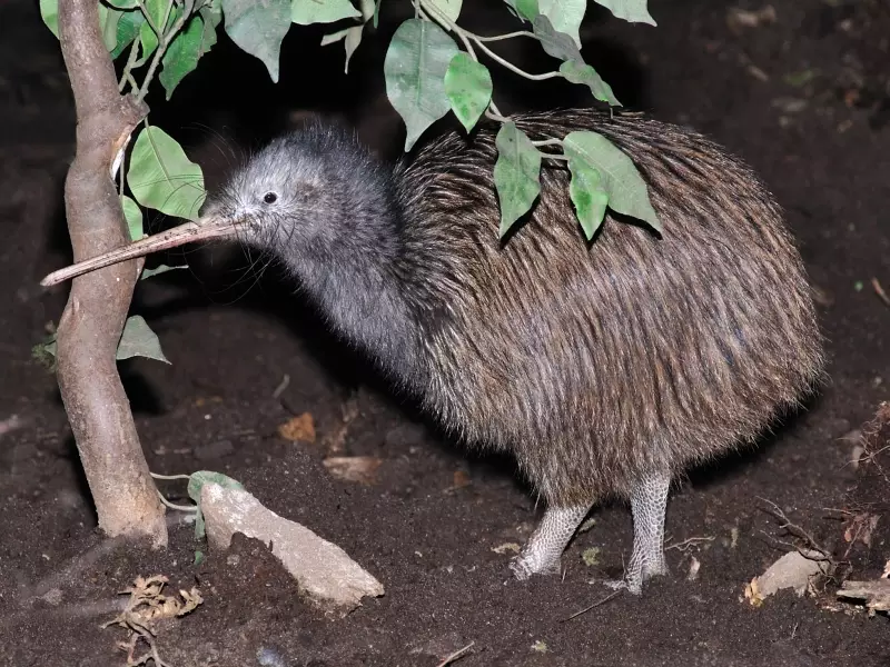 Kiwi_Nouvelle Zélande, &copy; Lakeview_Images_Istock 