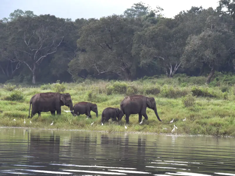 Eléphant dans le Parc national de Gal Oya - Sri Lanka, &copy; Robert Dompnier 