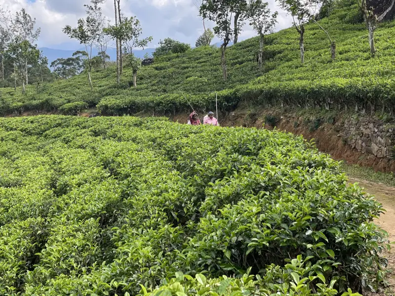 Dans les plantations de thé du Sri Lanka, &copy; CE 