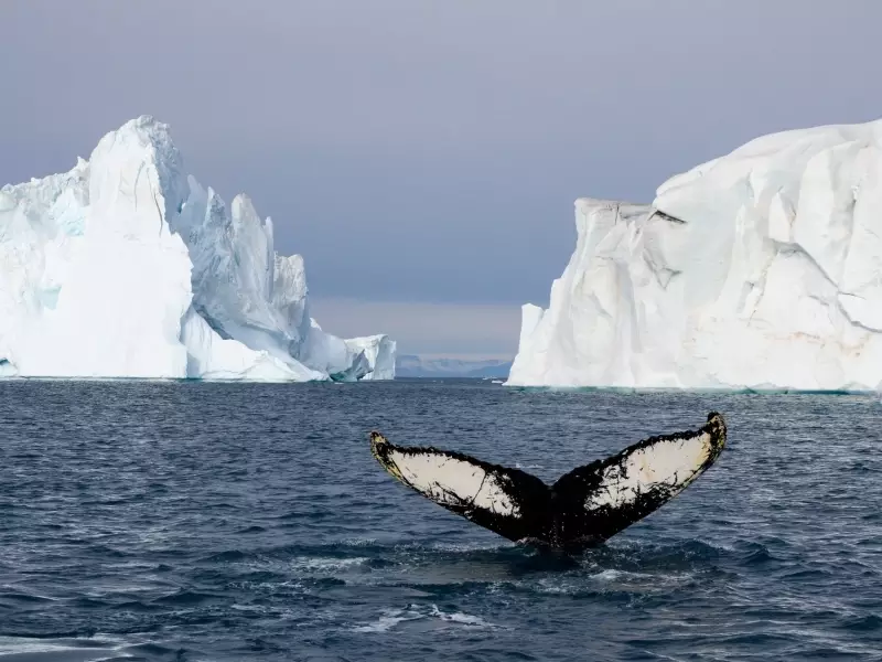 Baleine à bosse dans les fjords du Groenland, &copy; Julien Erster - TIRAWA 
