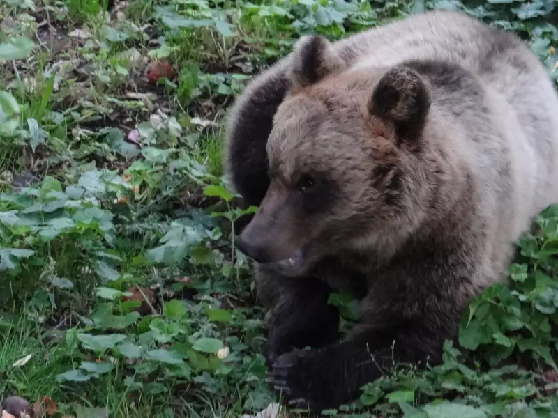 Ours marsicain, montagne des Abruzzes - Italie, &copy; Didier Cottereau 