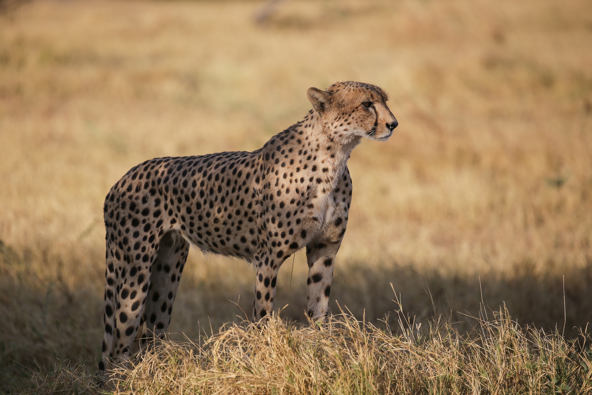 Guépard à l’affût, Réserve de Savuti 