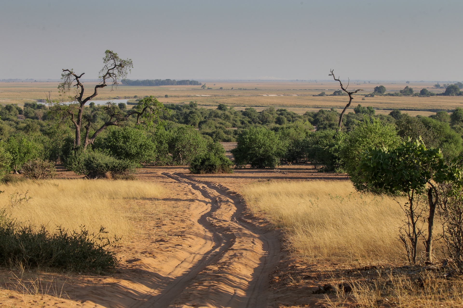 Pistes sablonneuses au coeur du Parc national de Chobe