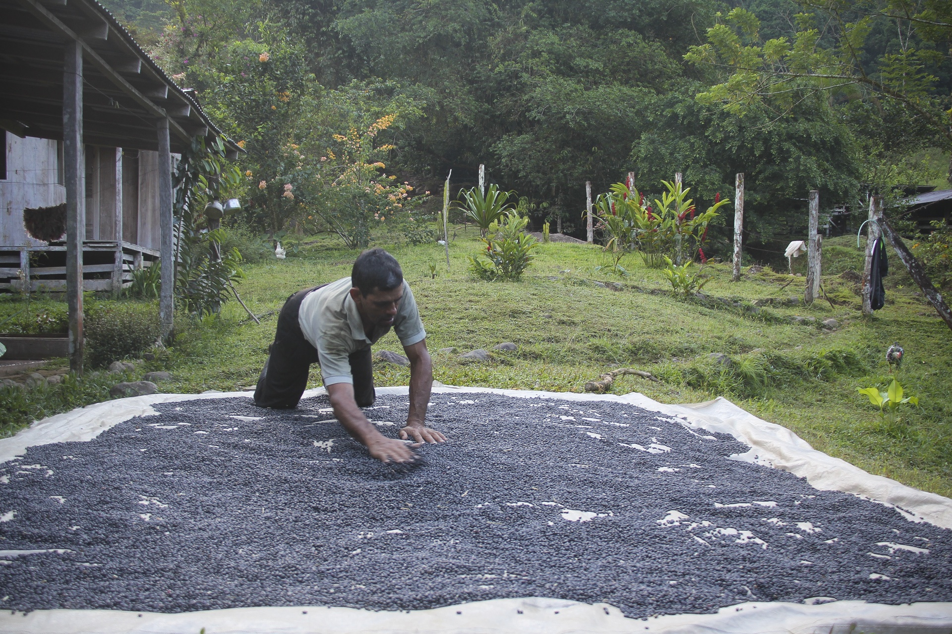 Le café est mis à sécher à Piedras Blancas_Costa Rica