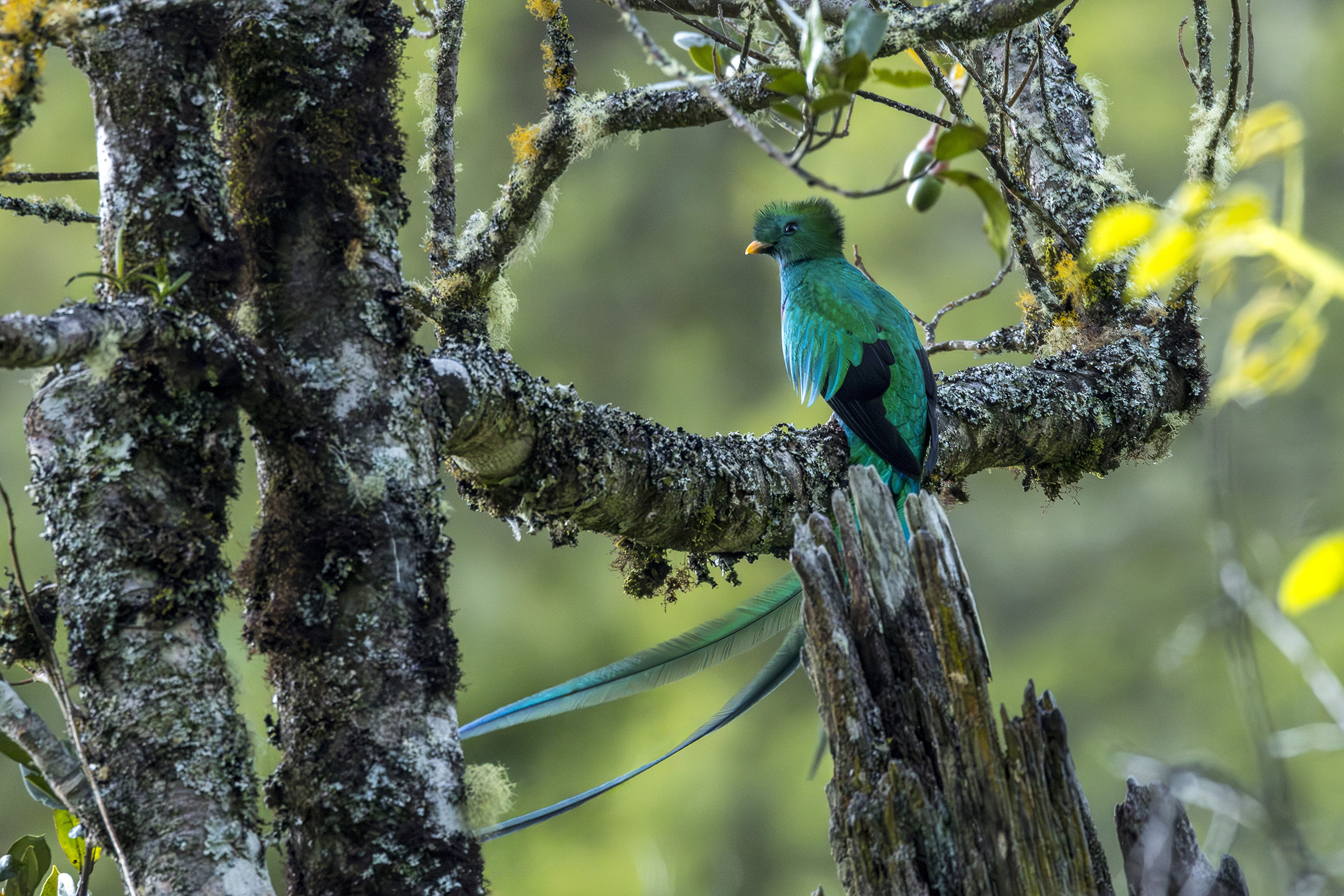 Quetzal