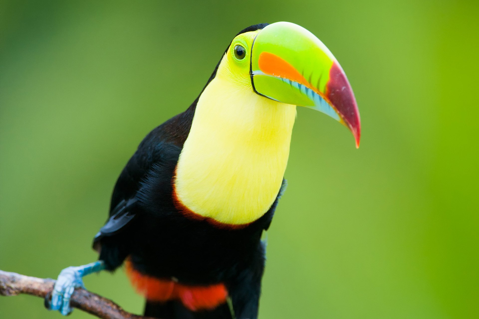 Toucan