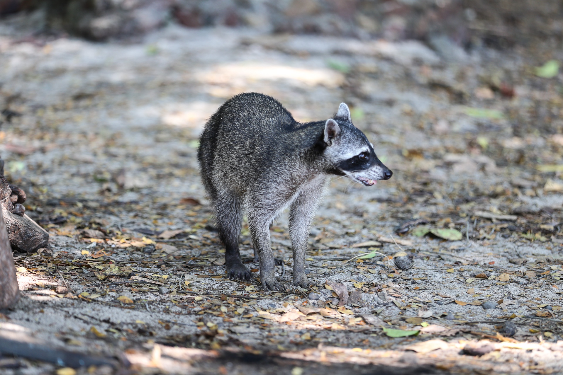 Rencontre avec un coati à Corcovado - Costa Rica